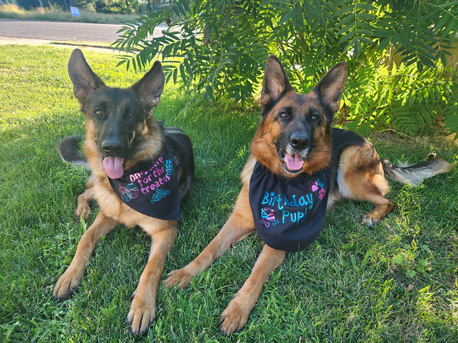 Bandanas